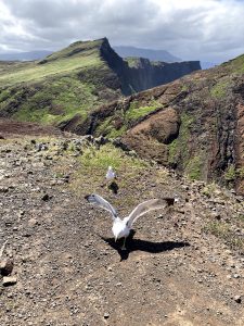 Mys Ponta de Sao Laurenco - východní pobřeží Madeiry